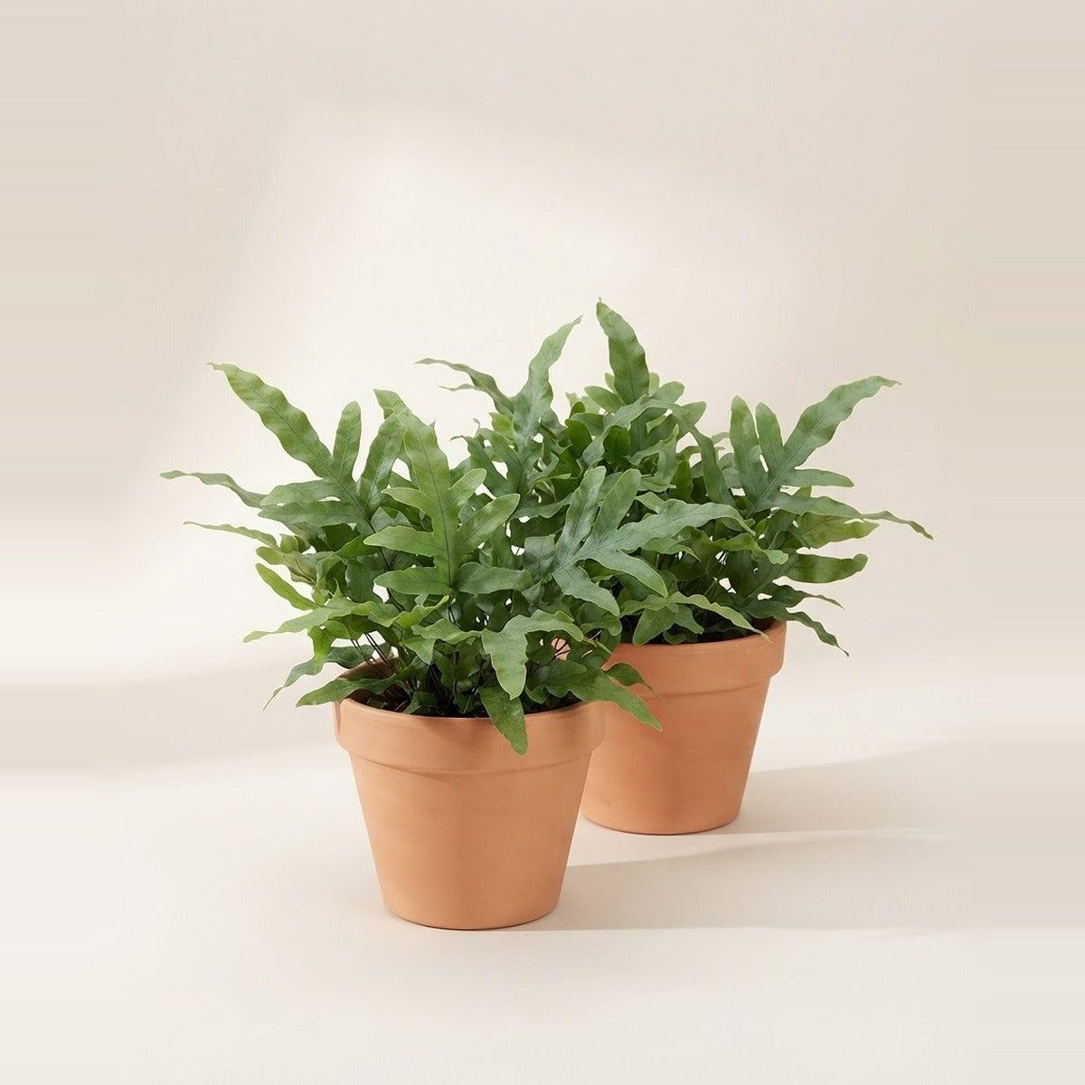 Microsorum — two Microsorum kangaroo paw ferns in plain terracotta pots