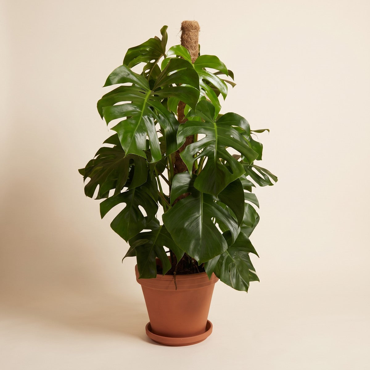 Monstera