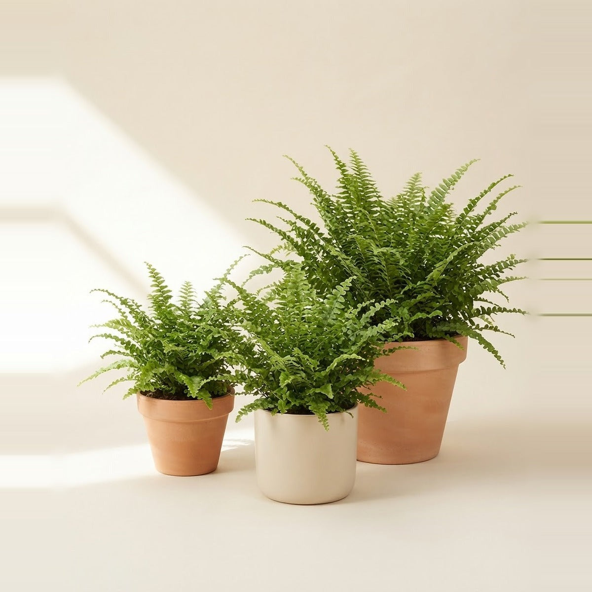 Nephrolepis — three Boston ferns of different sizes in plain terracotta and cream pots