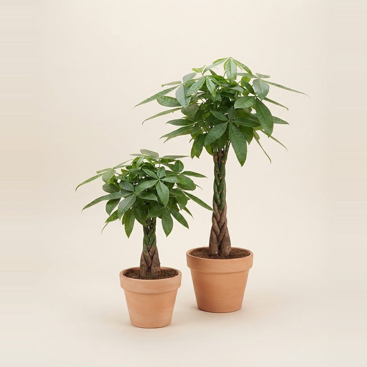 Pachira — two Pachira money trees with braided trunks of different heights in plain terracotta pots