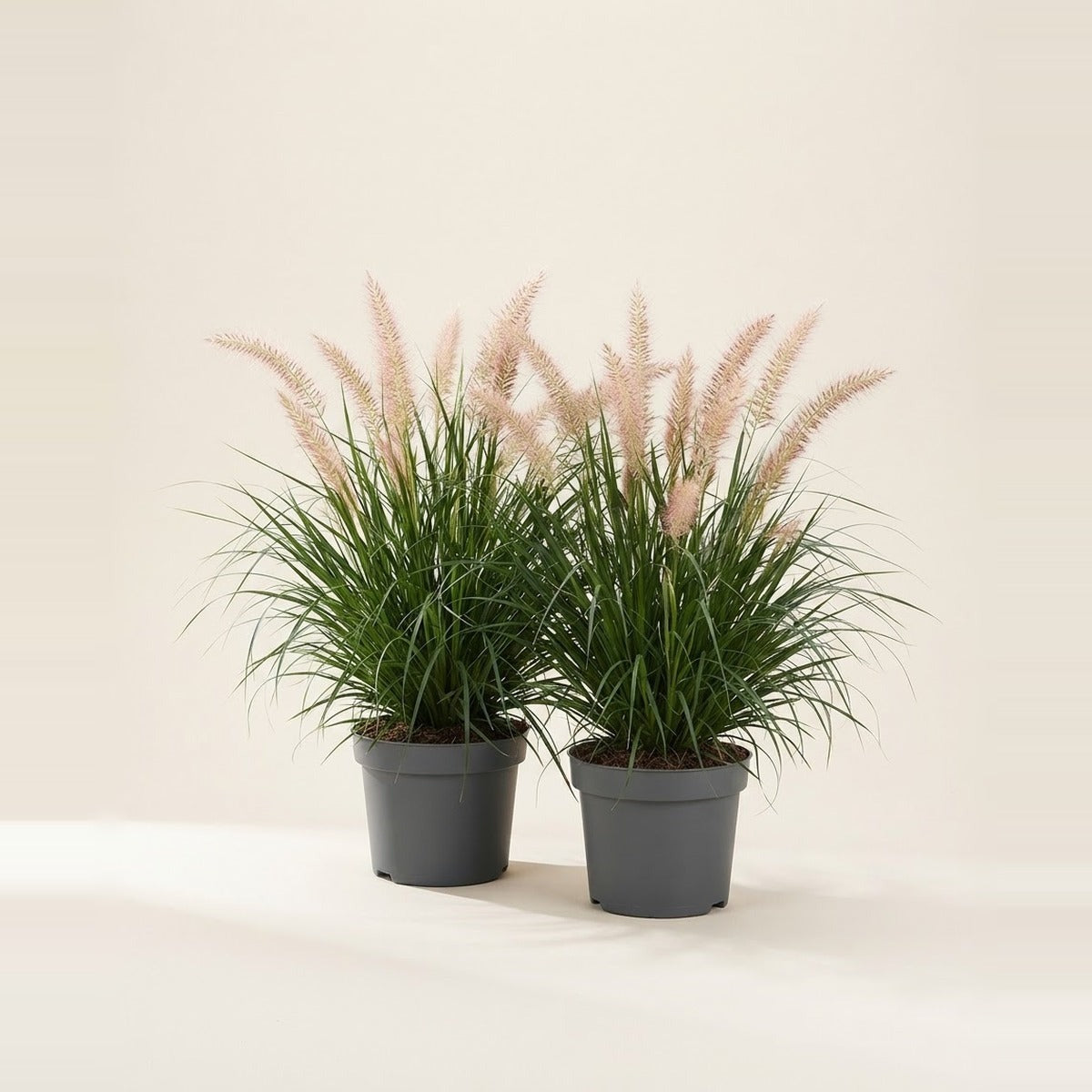 Pennisetum — two Pennisetum fountain grasses with feathery plumes in plain nursery pots