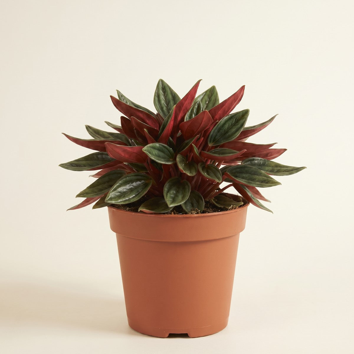 Peperomia