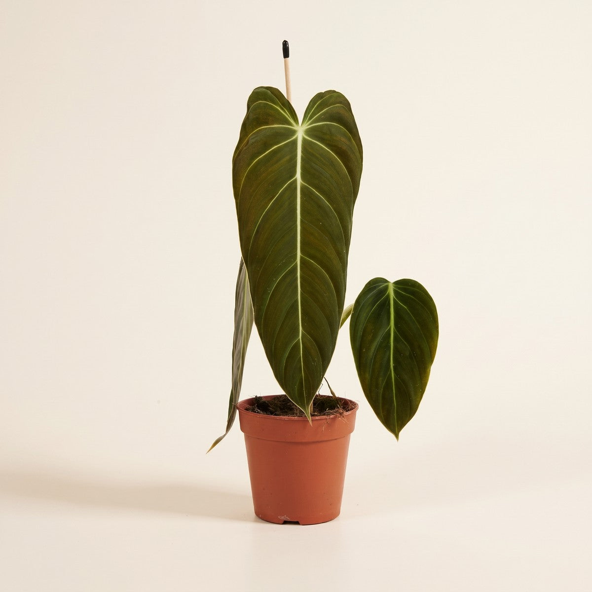 Philodendron