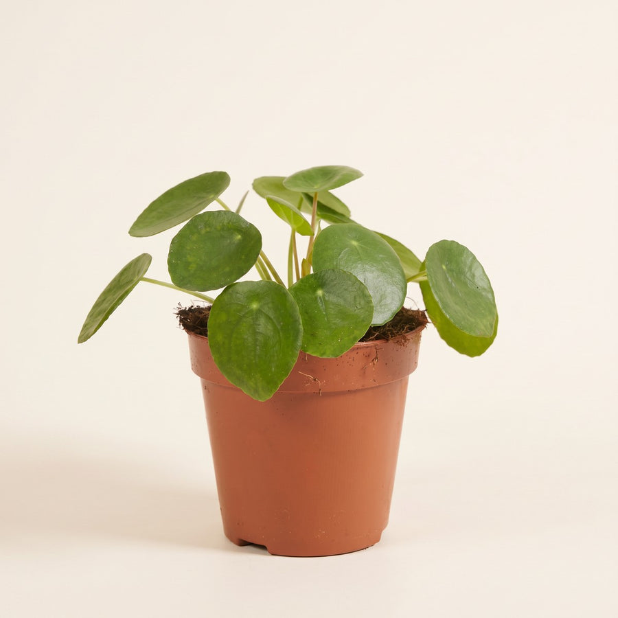 Pilea