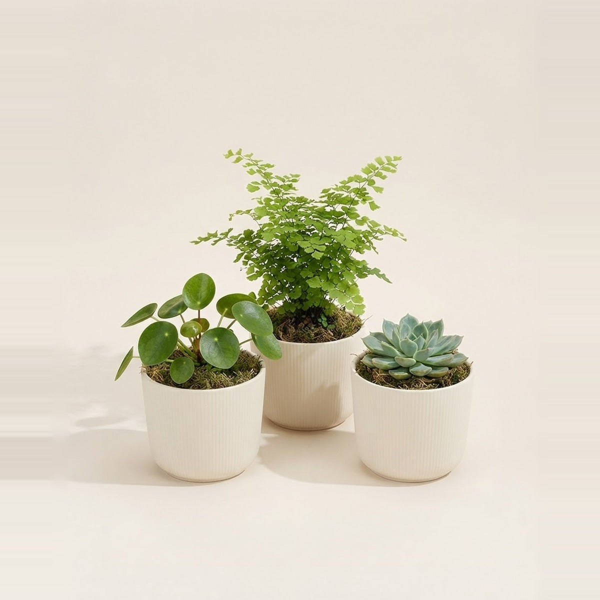 Houseplant Sets — a set of three small houseplants in matching cream pots arranged as a gift set
