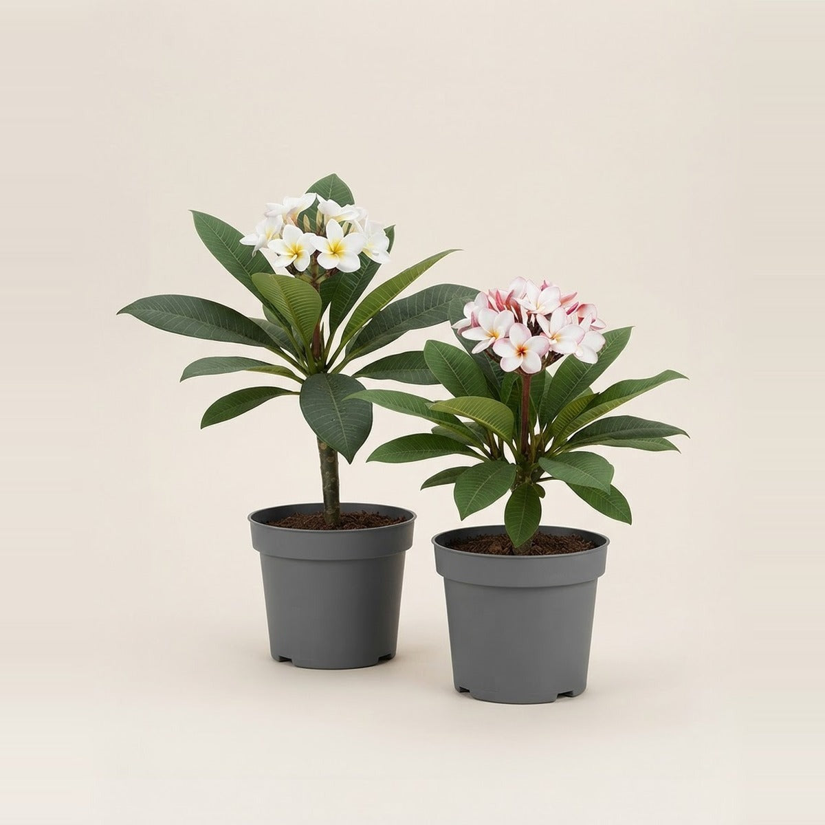 Plumeria — two young plumeria frangipani plants with white and pink flowers in plain nursery pots