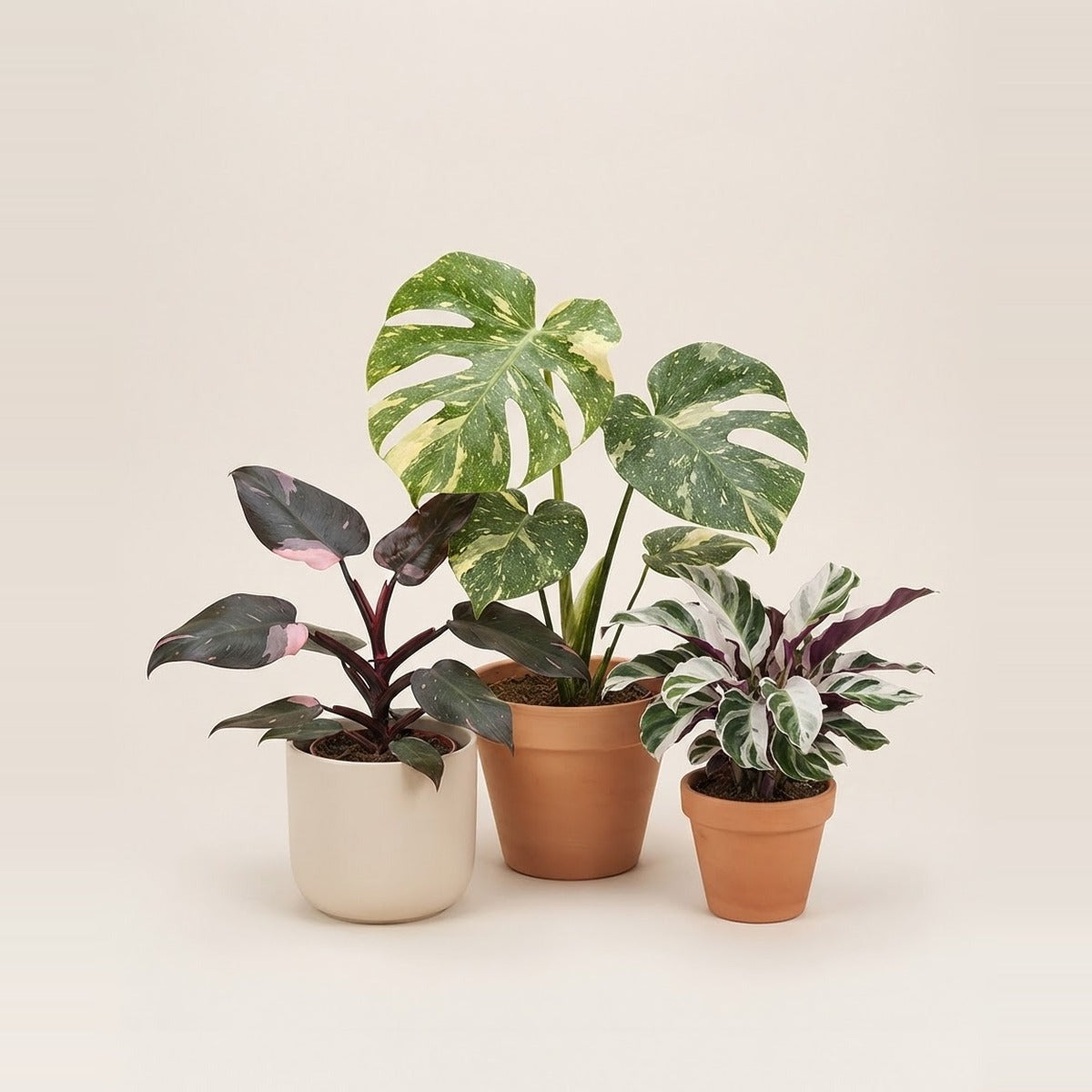 Rare plants — three rare variegated houseplants with striking marbled leaves in plain terracotta and cream pots