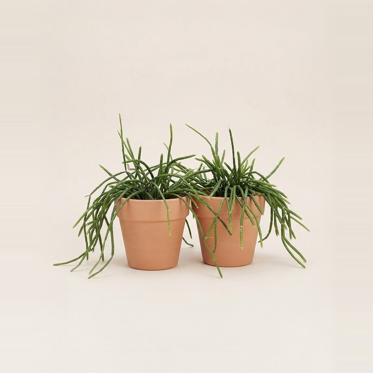 Rhipsalis — two Rhipsalis mistletoe cactus plants trailing from plain terracotta pots