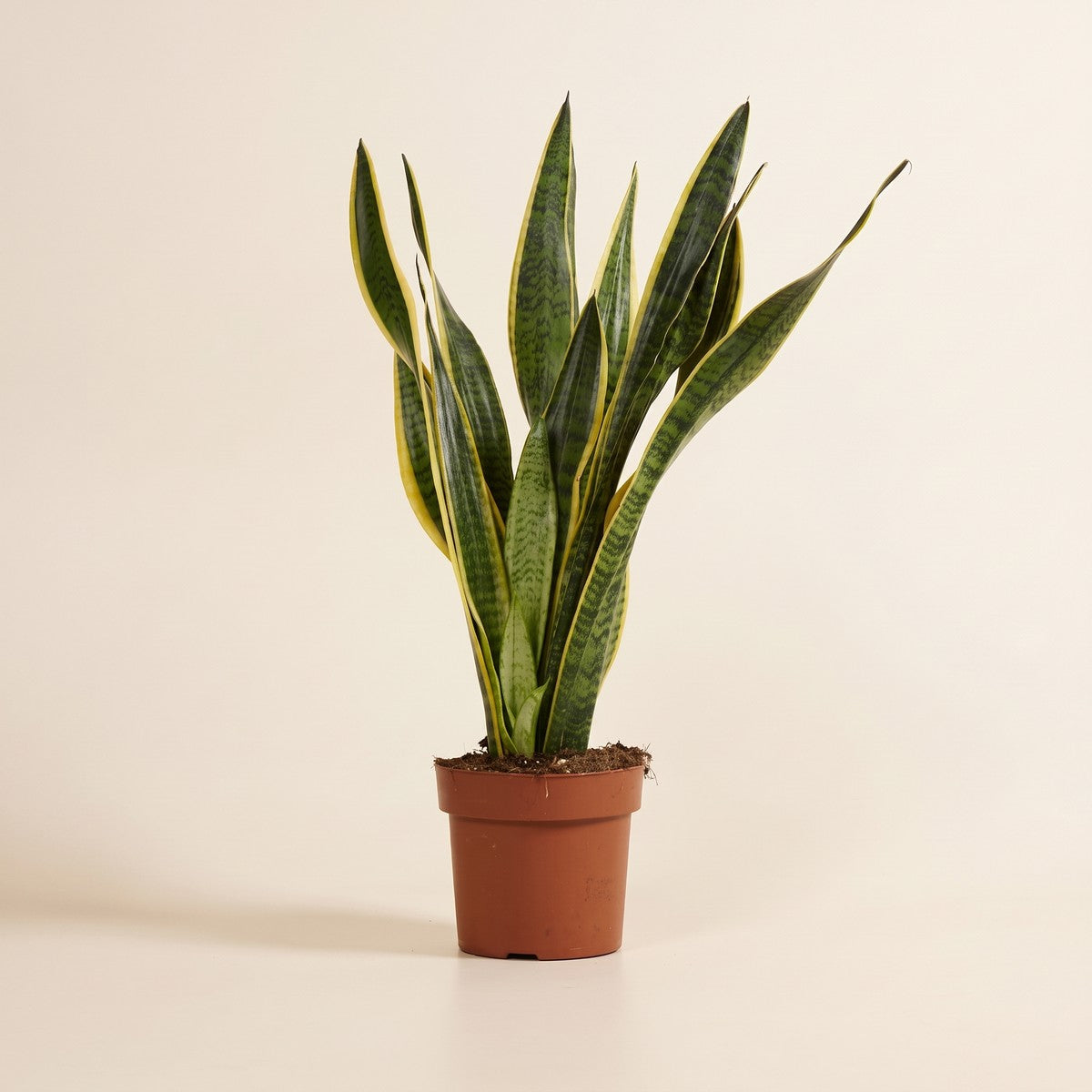 Sansevieria