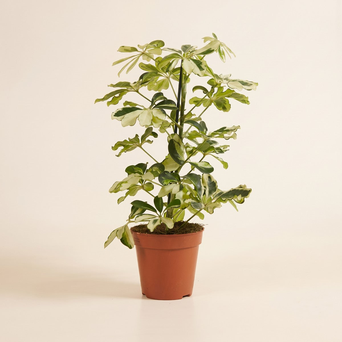 Schefflera