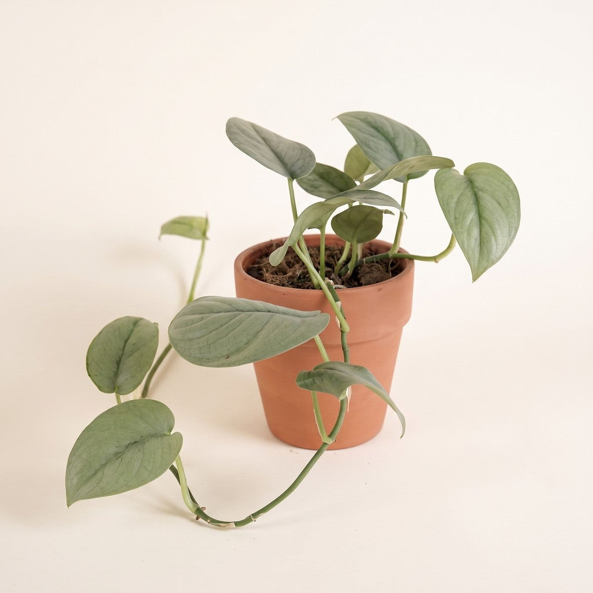Scindapsus