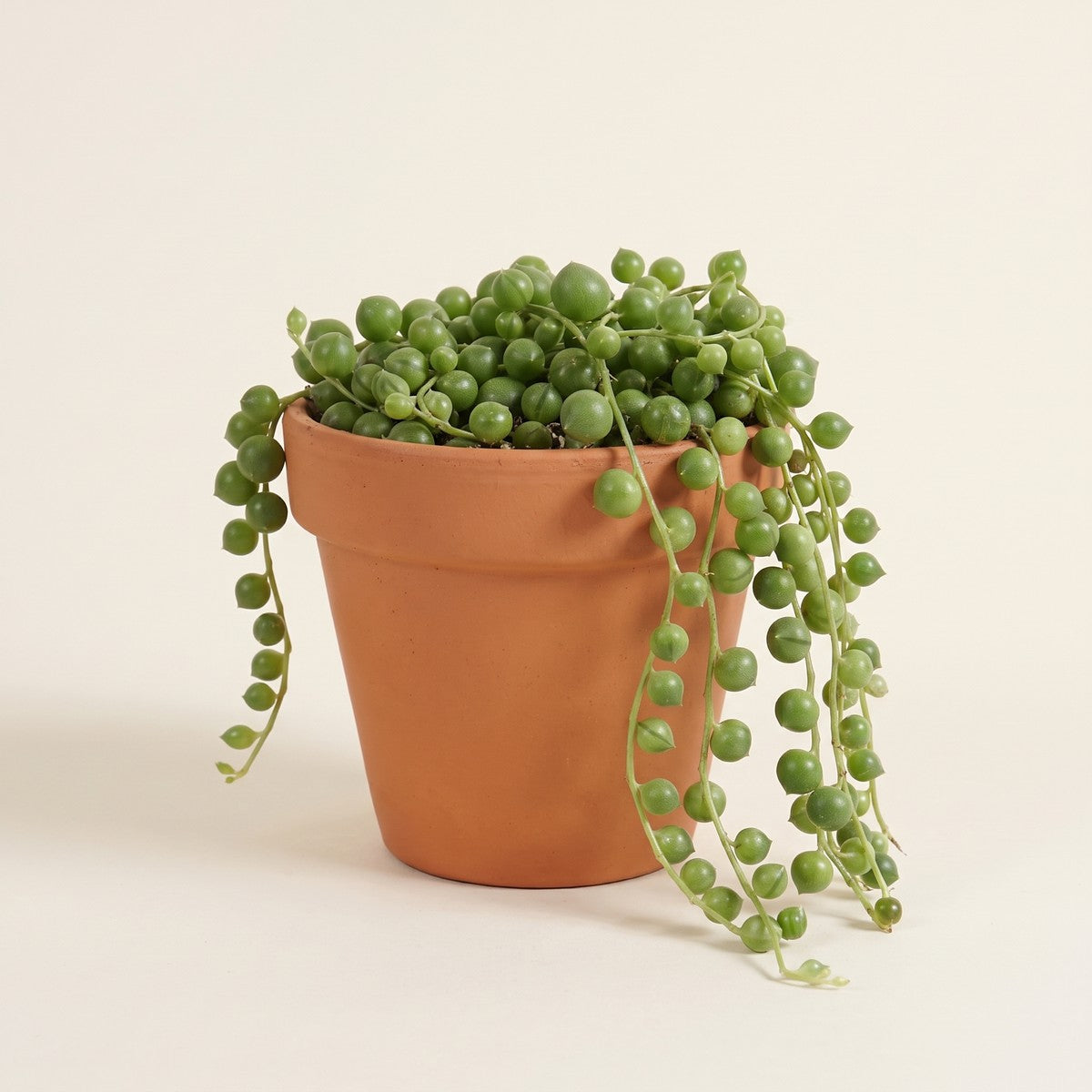 Senecio