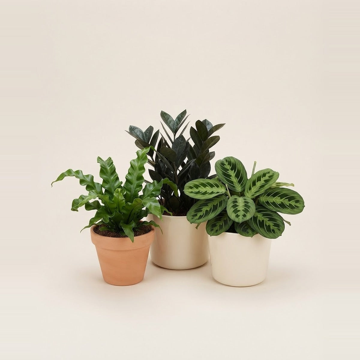 Shade plants — three shade-loving houseplants with deep green foliage in plain terracotta and cream pots