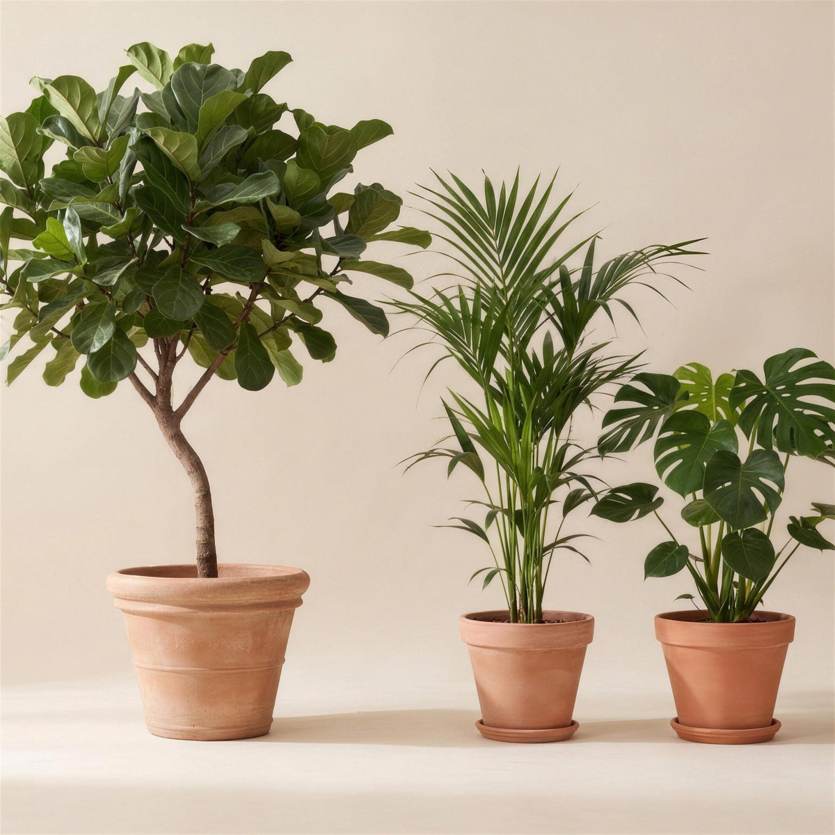 Shop all our plants