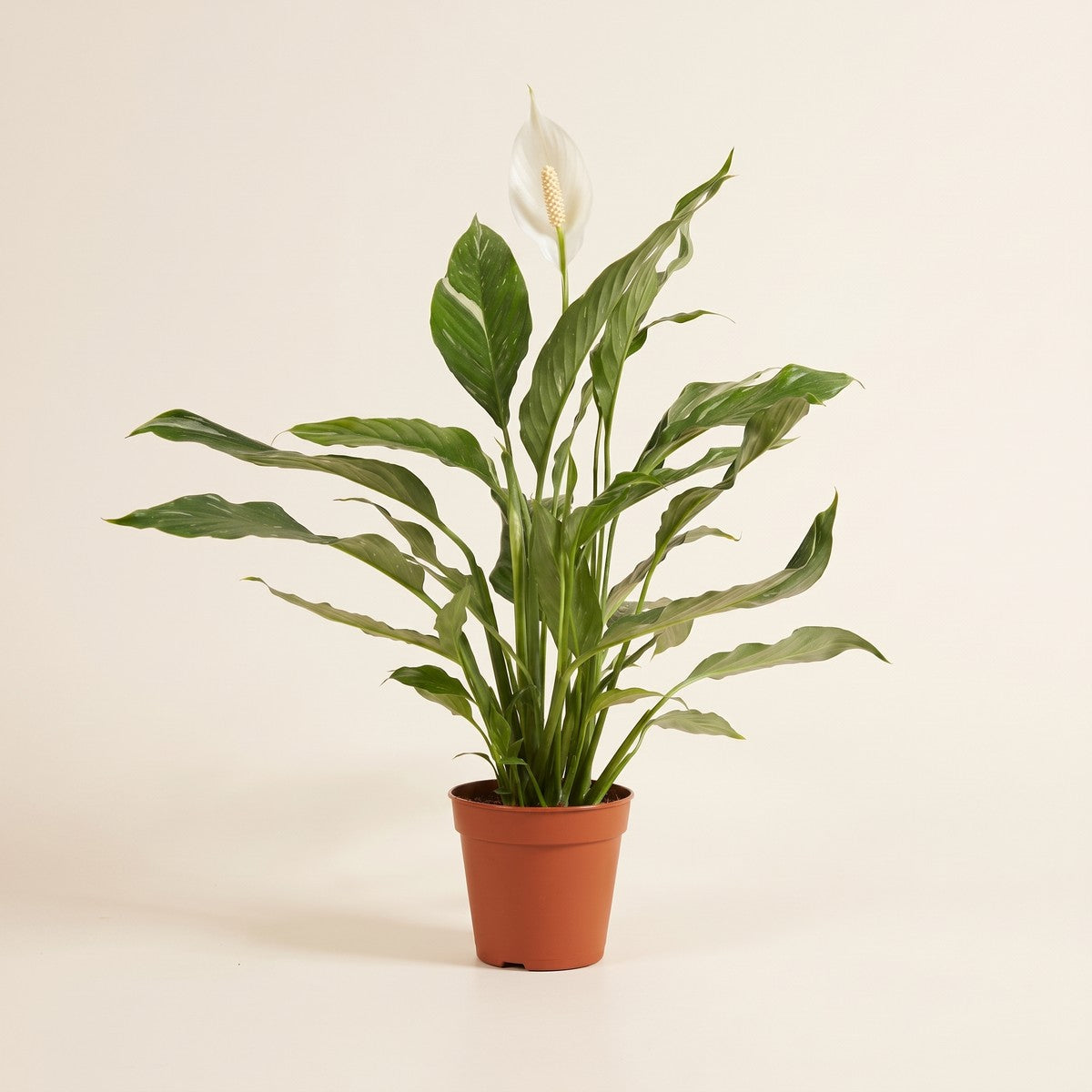 Spathiphyllum