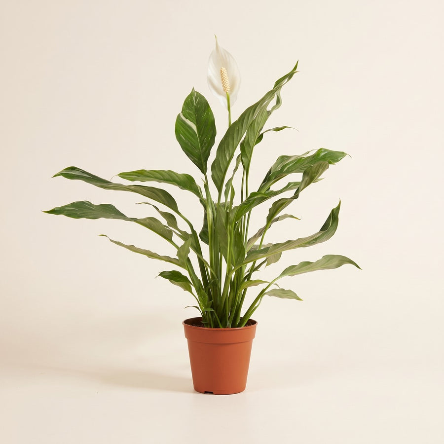 Spathiphyllum