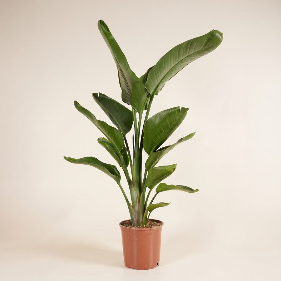 Strelitzia
