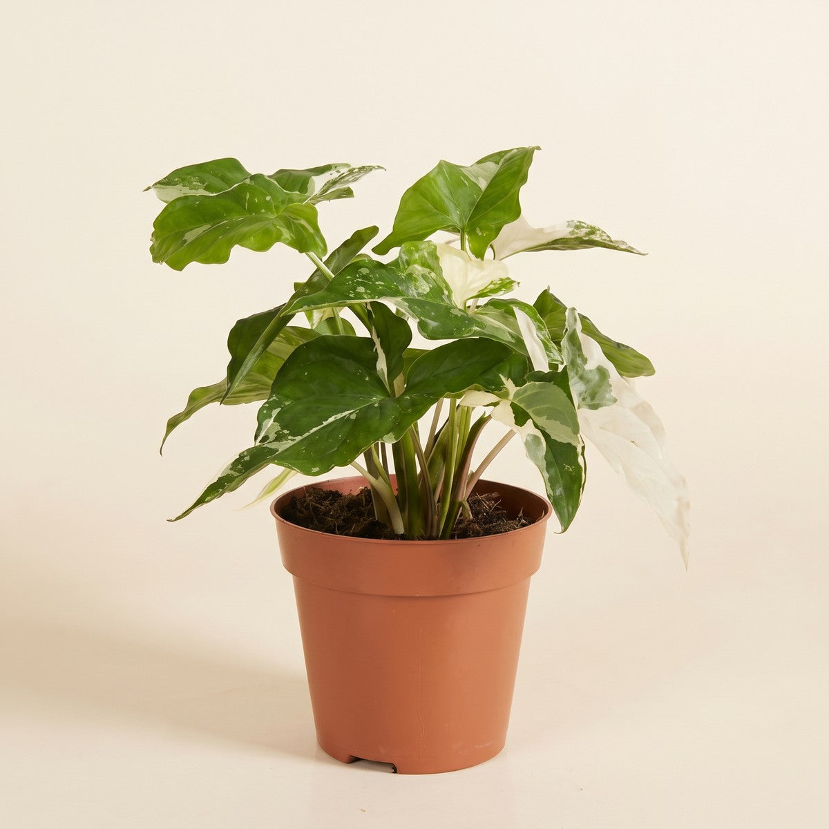 Syngonium