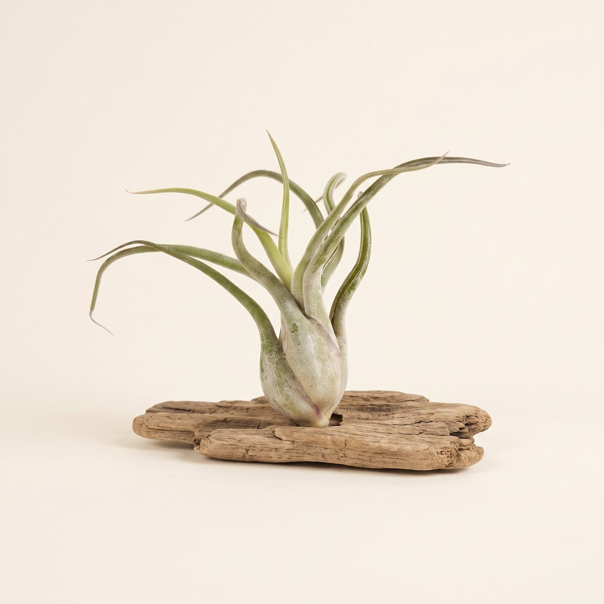 Tillandsia (Air Plant)