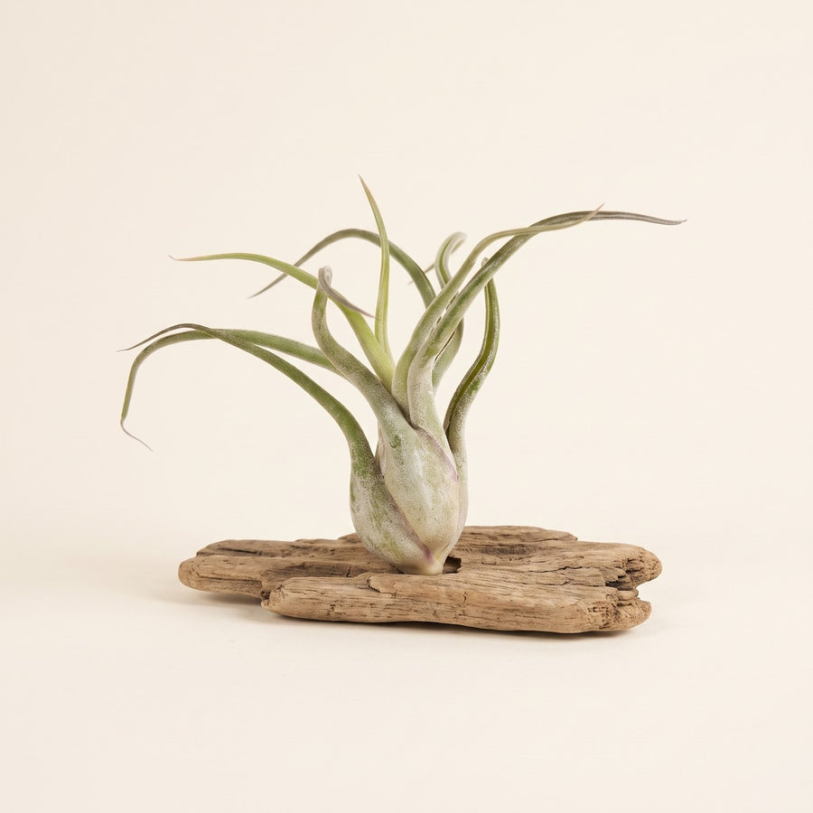 Tillandsia (Air Plant)
