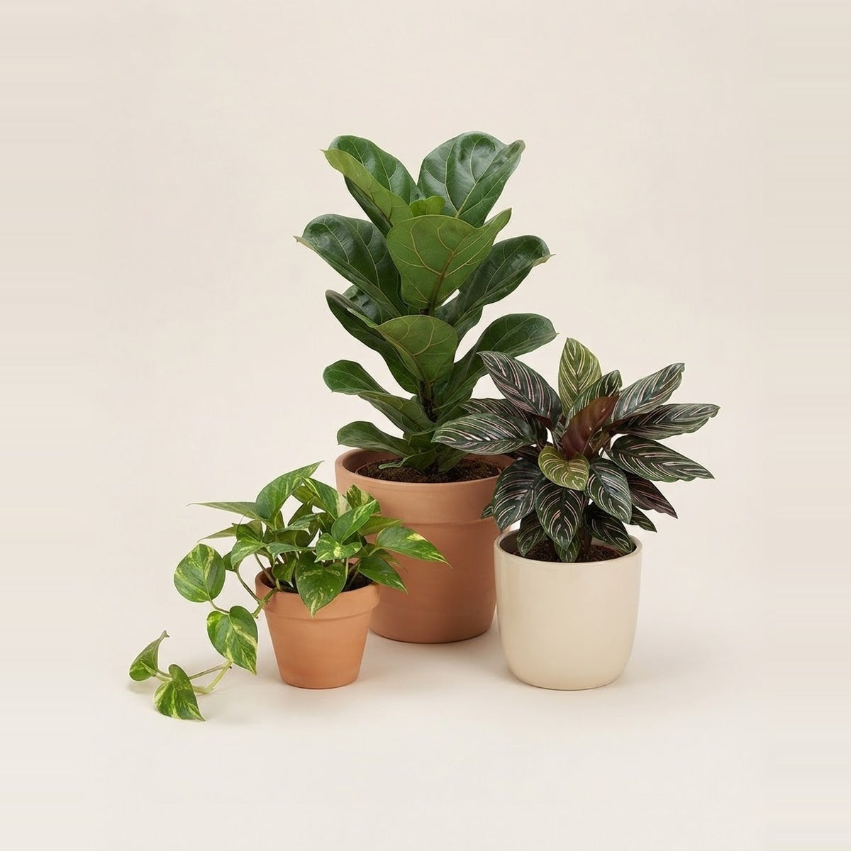 Customer Favorites — three popular houseplants of different heights - a fiddle leaf fig, a calathea and a pothos - in plain terracotta and cream pots