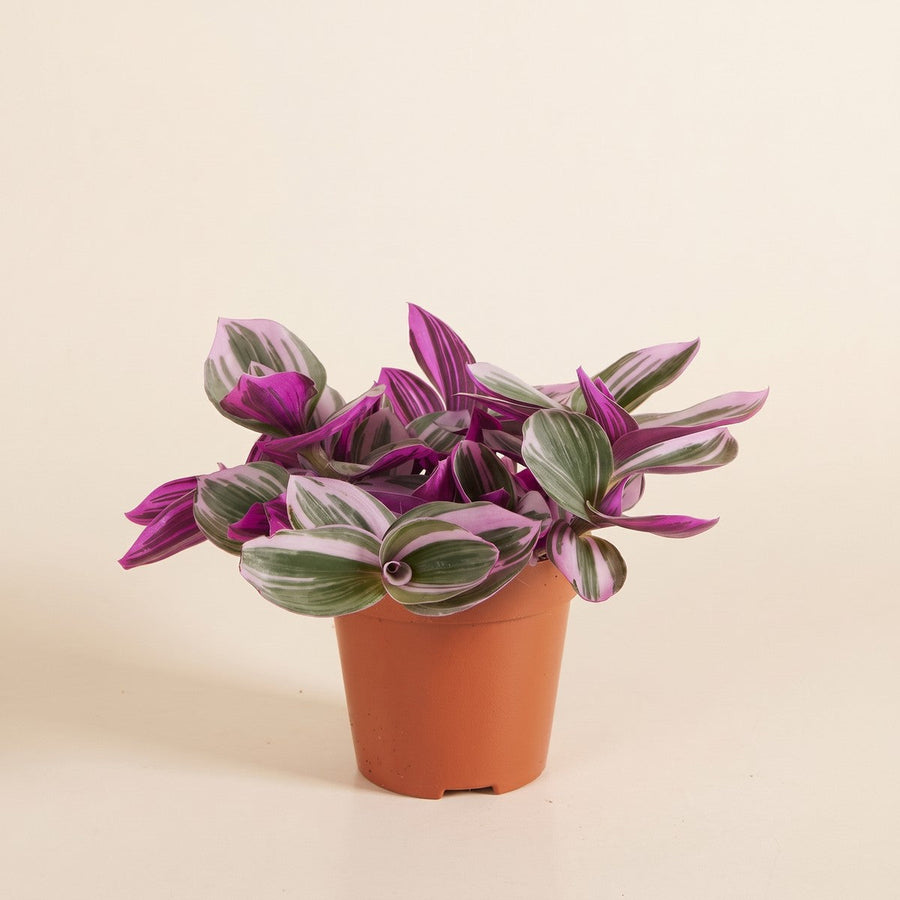 Tradescantia