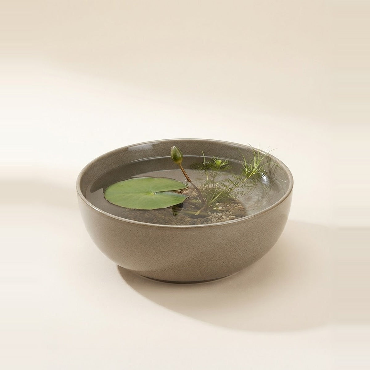 Water Gardens — a water garden - a shallow ceramic water bowl with a small water lily and floating aquatic plants, and a papyrus in a pot beside it