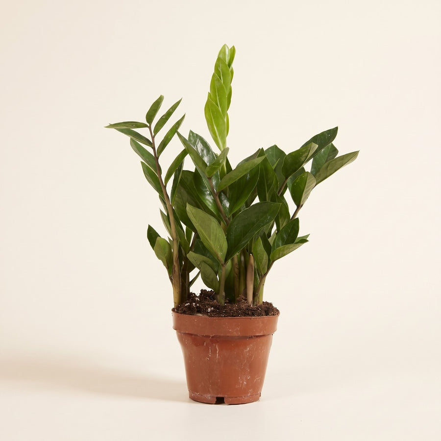 Zamioculcas