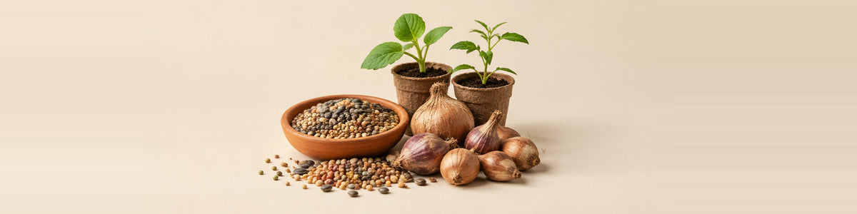 Tubers and seeds — seeds and tubers together - a shallow terracotta dish of mixed seeds, loose seed scattered, dry flower bulbs and two young seedlings in starter cups