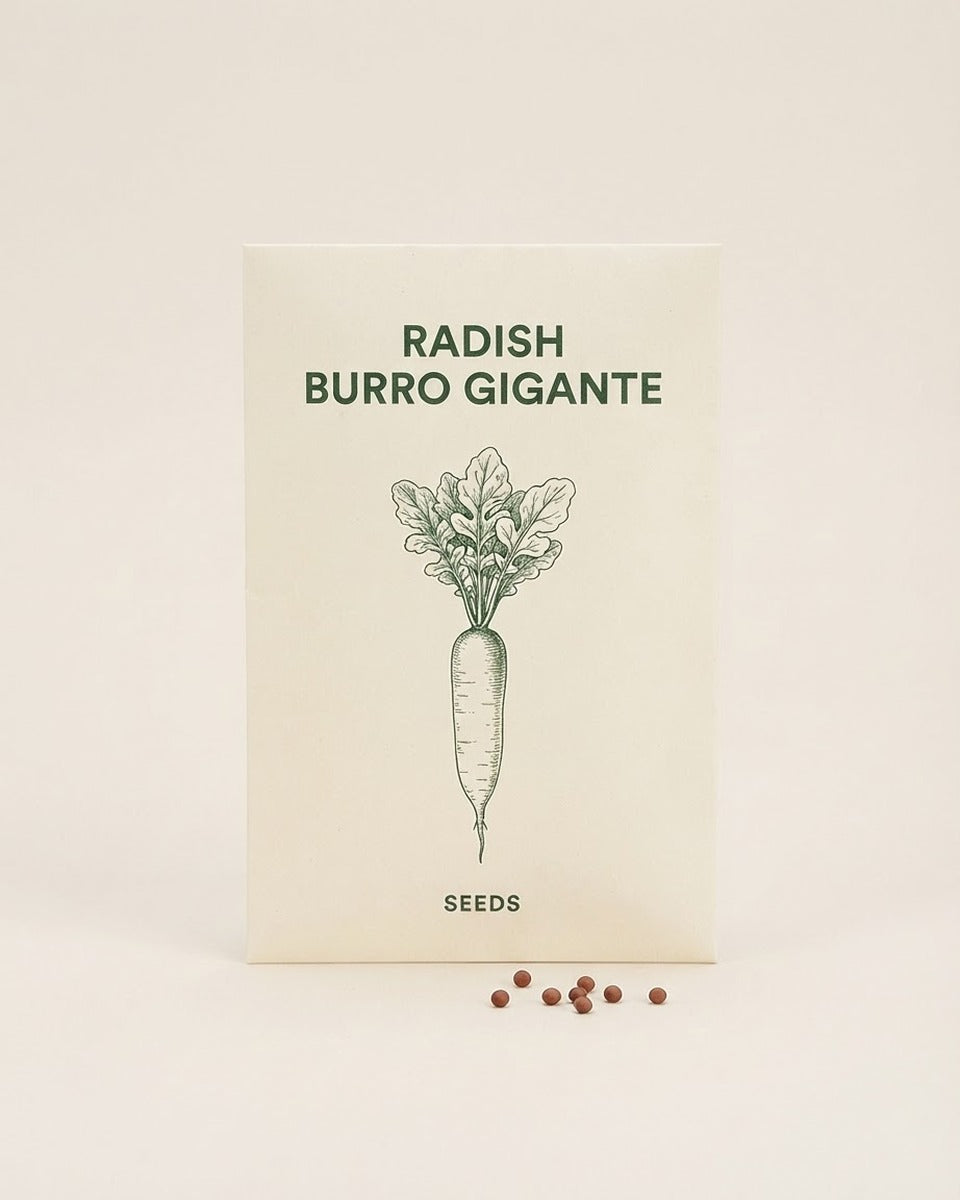 Radish 'Burro Gigante' Seeds