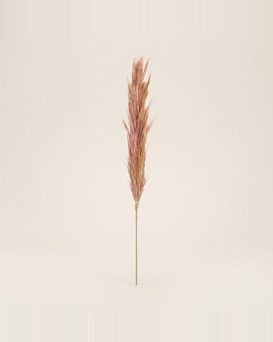 Decorative Pampas Stem 52 cm