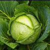 Cabbage Green Express - supplier photo