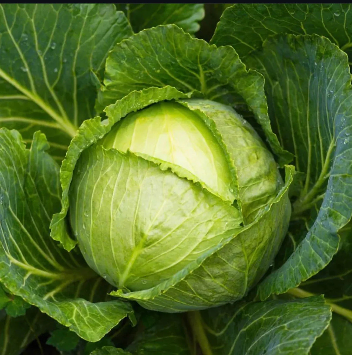 Cabbage Green Express - supplier photo