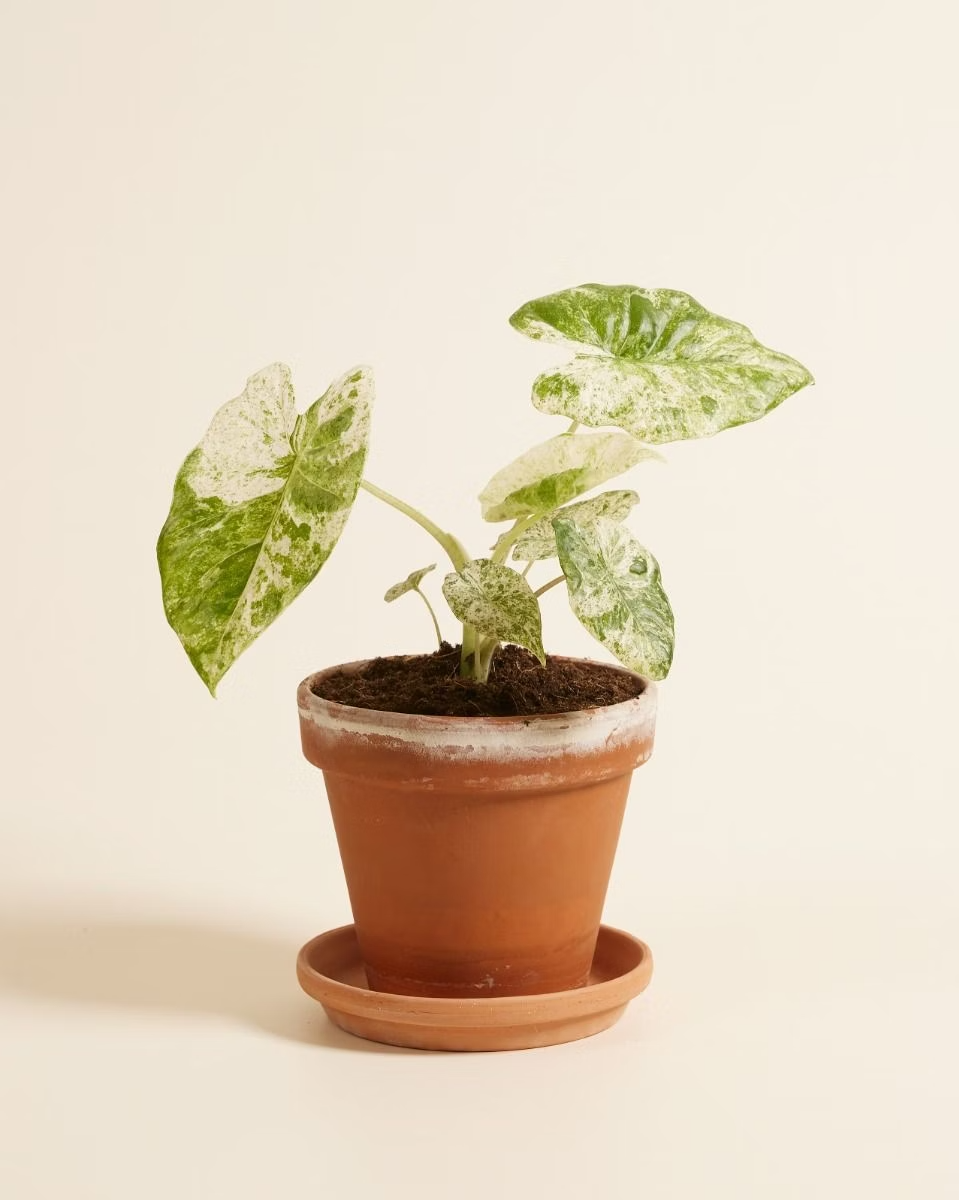 Alocasia Macrorrhiza Splash Variegated ألوكاسيا مبرقش
