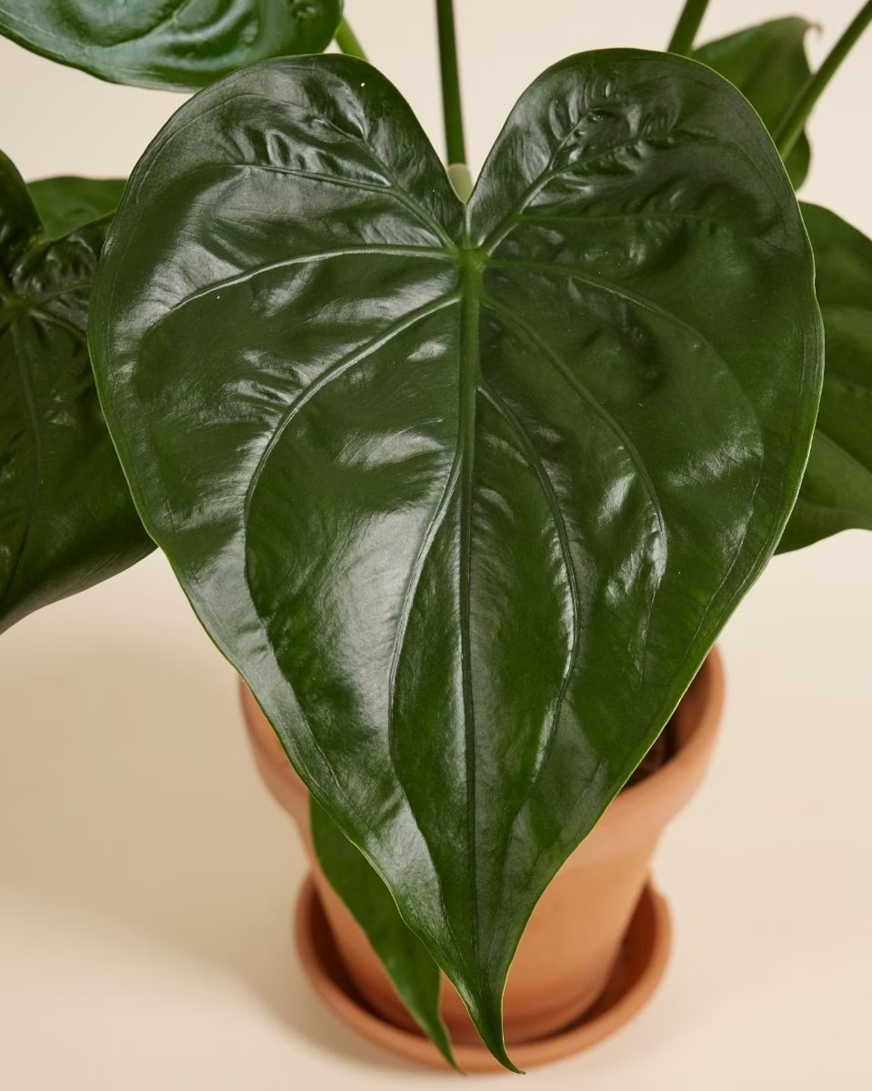 Alocasia Cucullata ألوكاسيا كوكولاتا