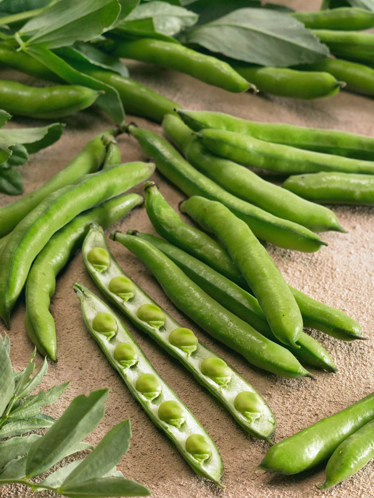 Bean Fava Aquadulce - supplier photo