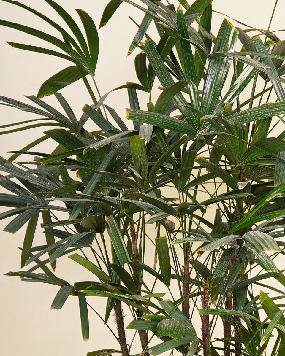 Rhapis Excelsa (Lady Palm)