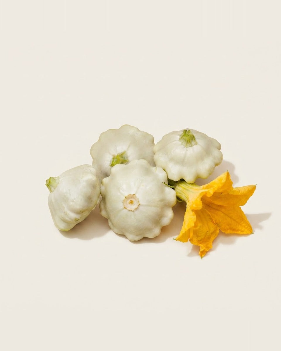 Zucchini Early White Bush Scallop