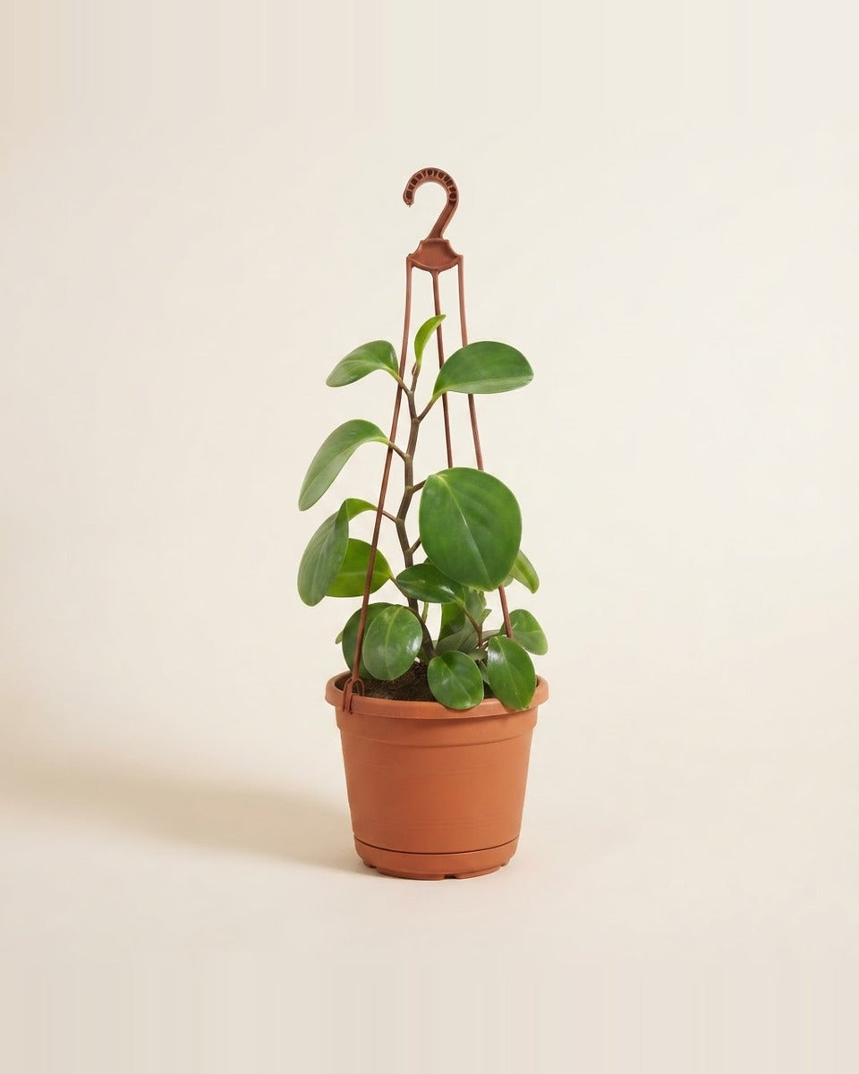 Peperomia With Red Hanging Pot