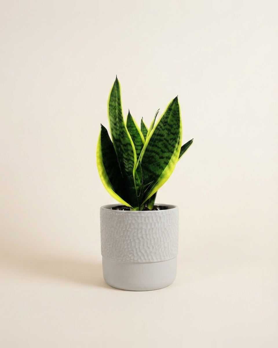 Sansevieria With Ceramic Pot