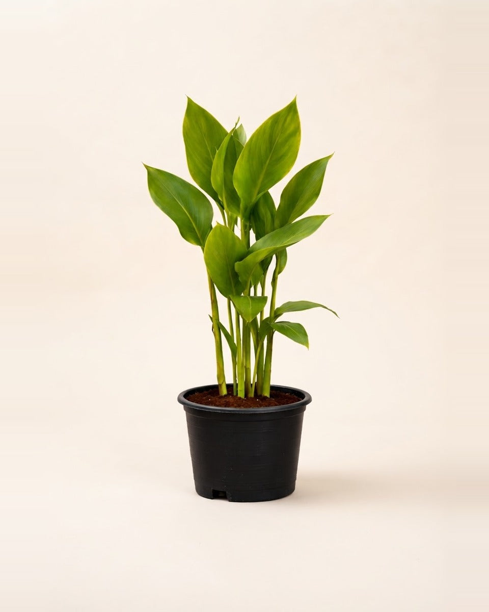 Plant