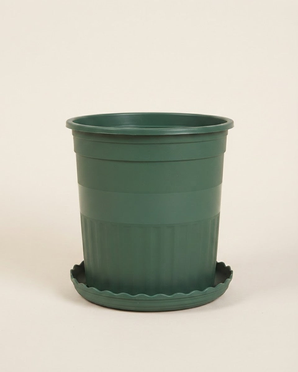 Green Pot with Saucer 16 cm أصيص أخضر مع صحن