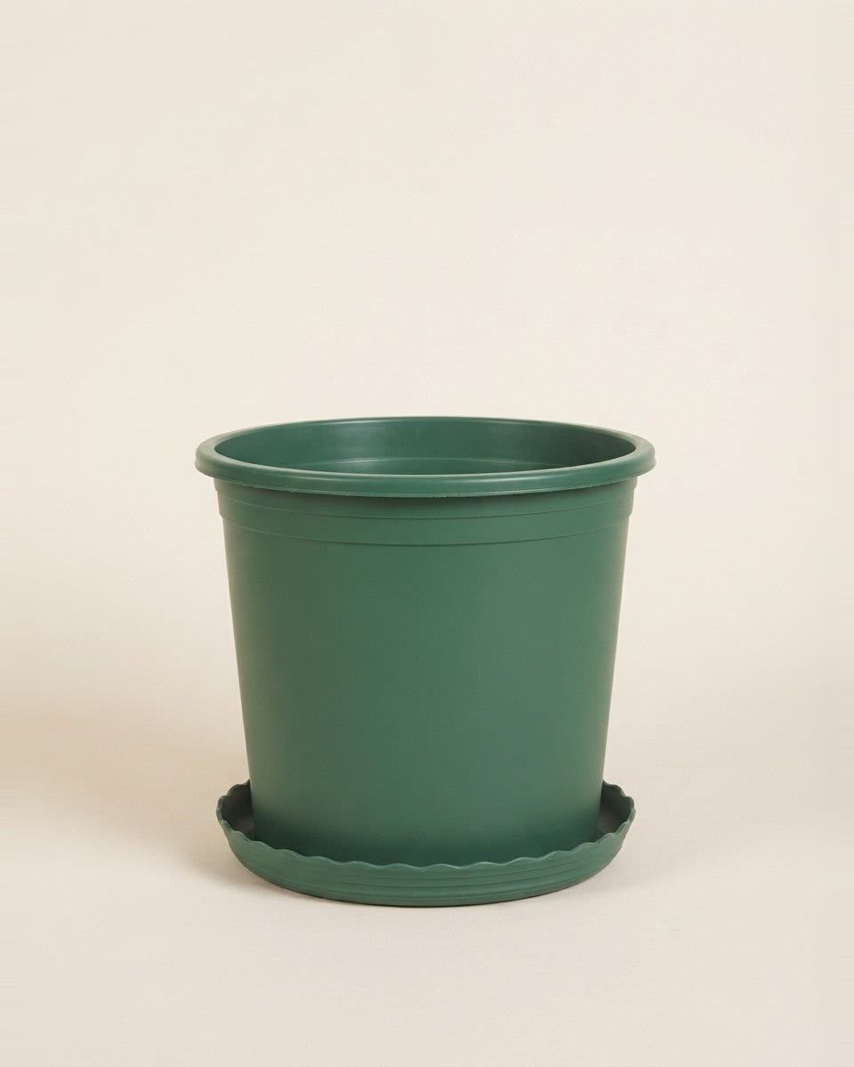 Green Pots with Saucers Set of 6 14 to 24.5 cm مجموعة أصايص مع صحن
