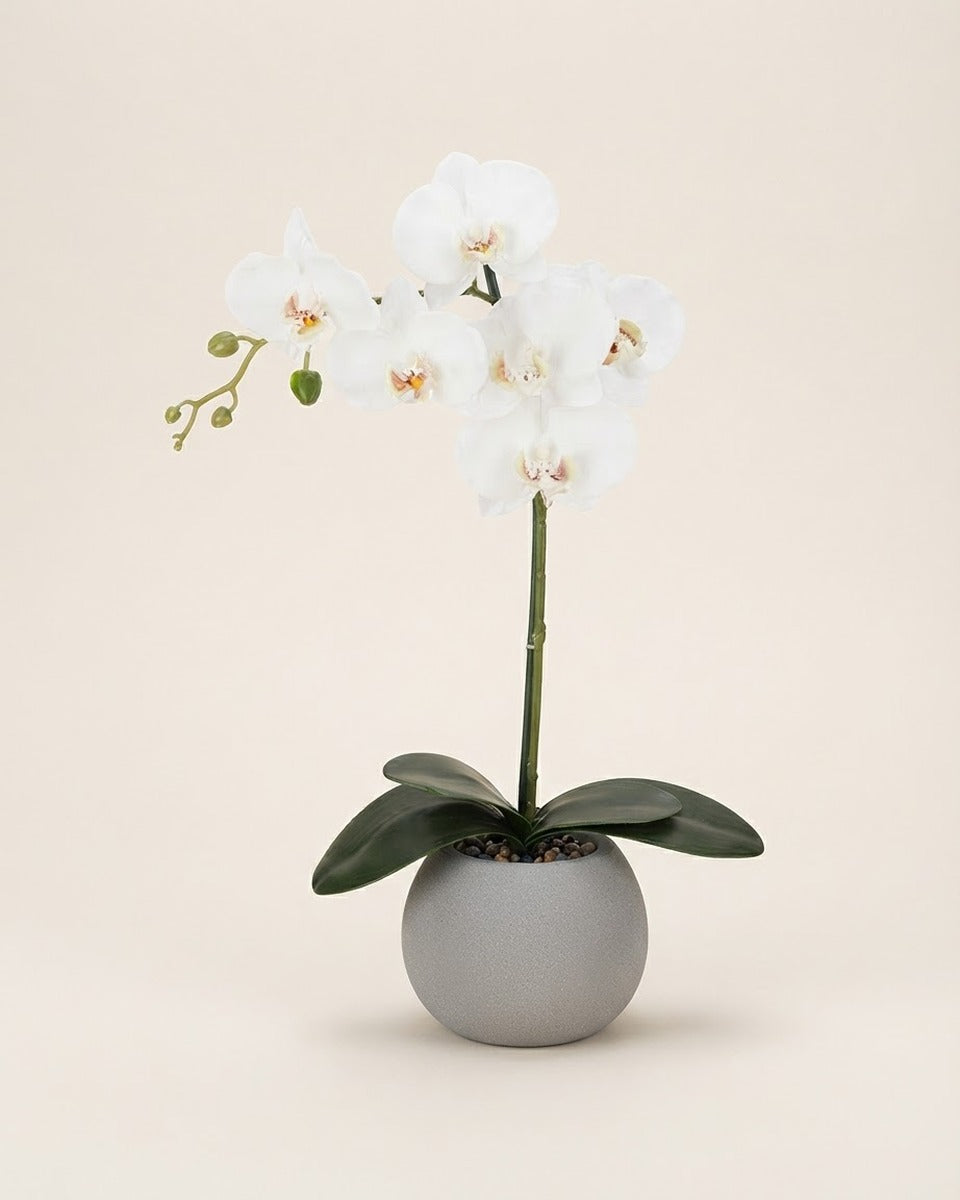 Artificial Orchid in Cement Pot, 53 cm