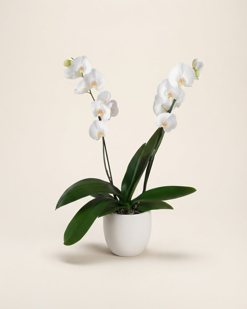 Artificial Orchid in White Ceramic Pot, 53 cm