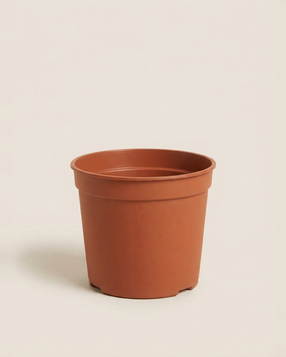Lightweight Plastic Pot 9.5 cm 20 Pieces اصيص بلاستيك خفيف 9.5 سم