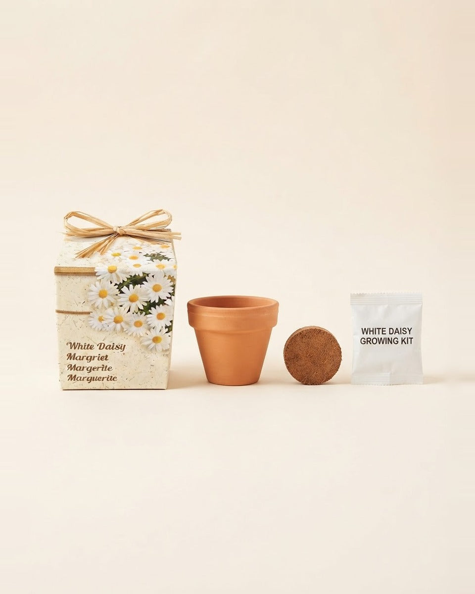 White Daisy Growing Seeds Kit