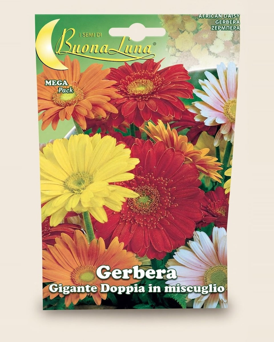 Gerbera Seeds جربيرا