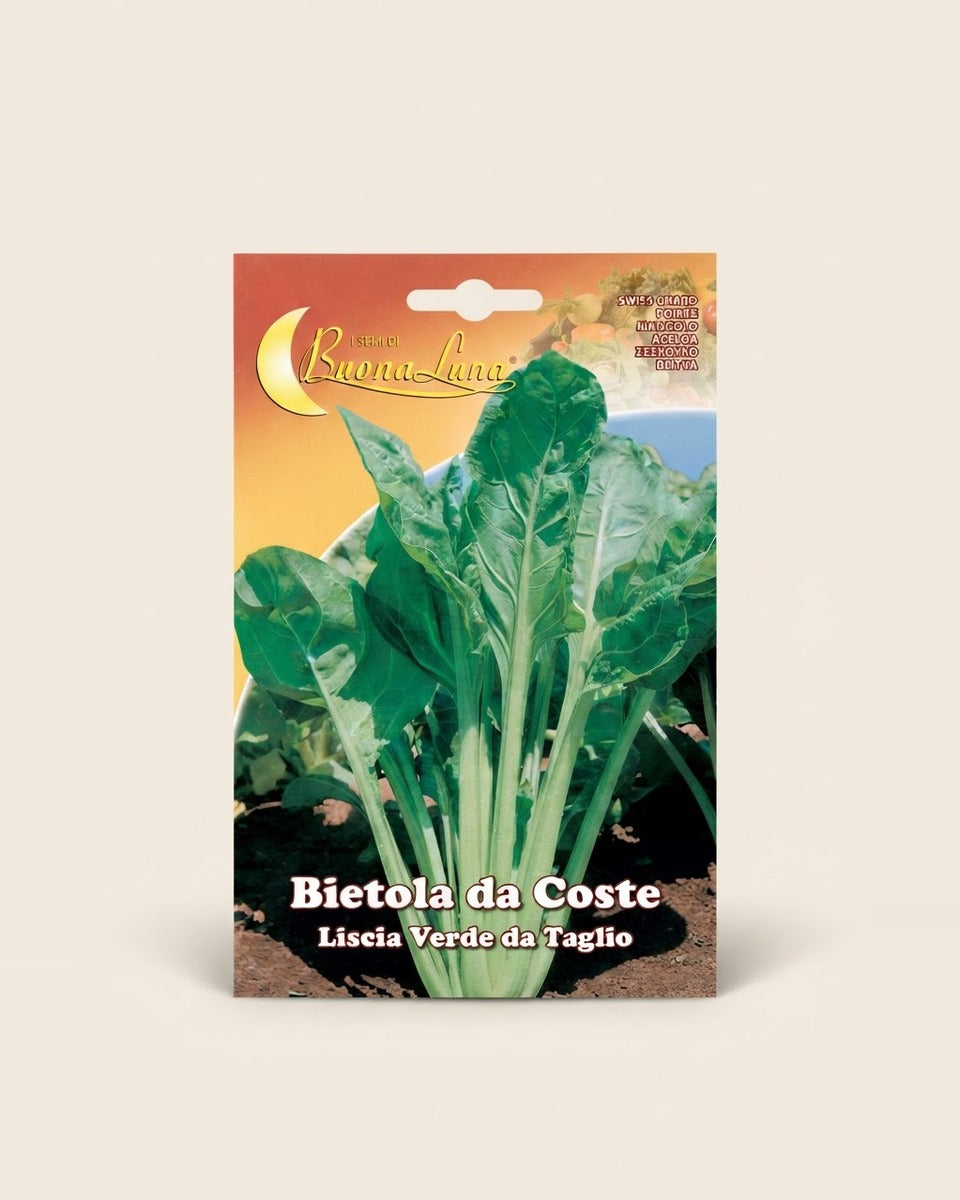 Chard 'Liscia Verde da Taglio' (Smooth Cutting) Seeds سلق أخ