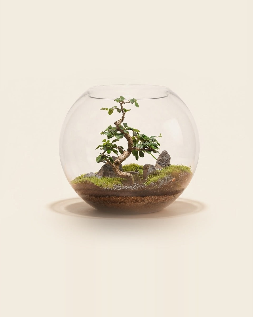 Bonsai Terrarium